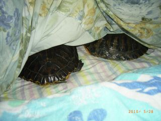 �T�o�J�����`�ʐ^�ҁi�~�h���K���̎ʐ^�j�`�Ȃ�j�v���g�o