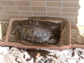 �T�o�J�����`�ʐ^�ҁi�~�h���K���̎ʐ^�j�`�Ȃ�j�v���g�o