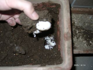 �T�o�J�����`�ʐ^�ҁi�~�h���K���̎ʐ^�j�`�Ȃ�j�v���g�o