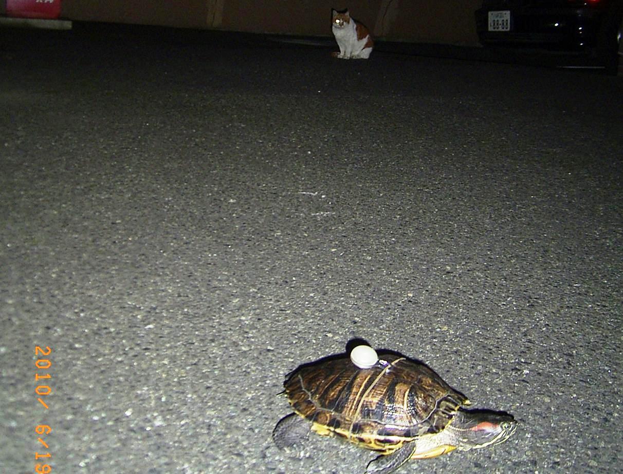 �T�o�J�����`�ʐ^�ҁi�~�h���K���̎ʐ^�j�`�Ȃ�j�v���g�o