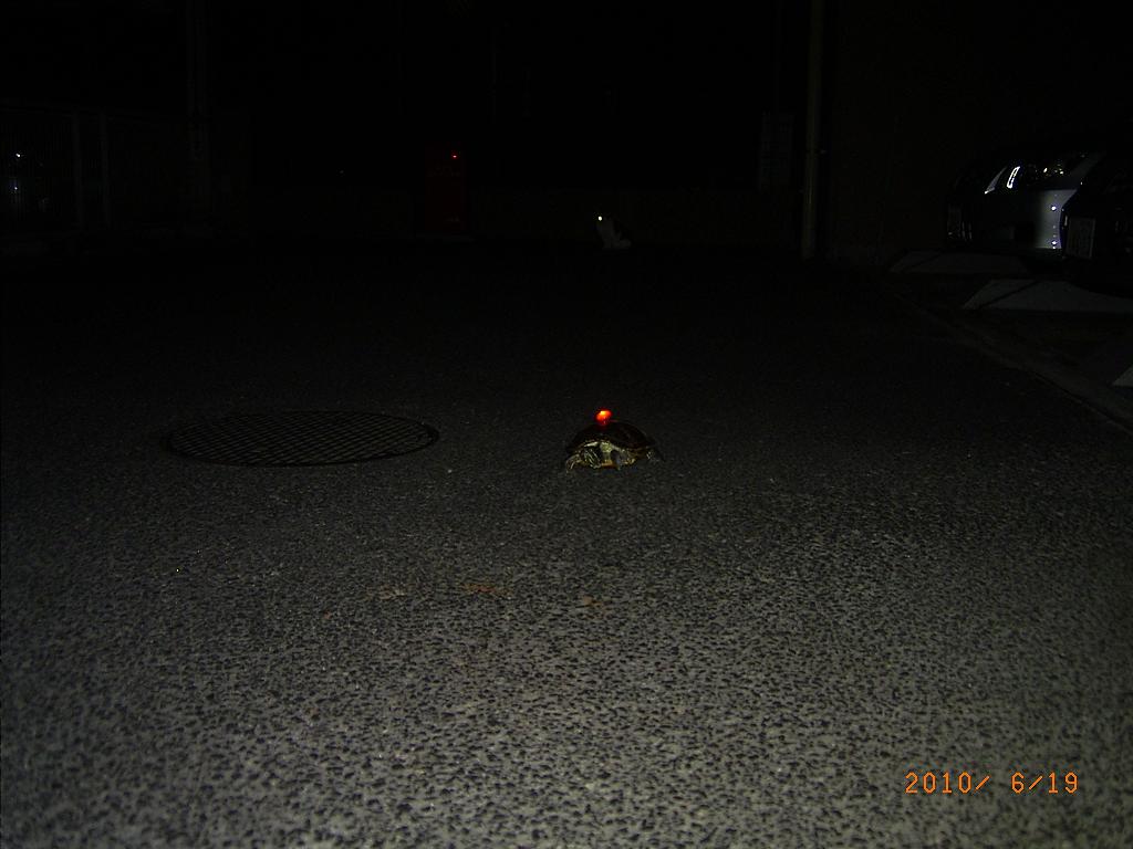 �T�o�J�����`�ʐ^�ҁi�~�h���K���̎ʐ^�j�`�Ȃ�j�v���g�o