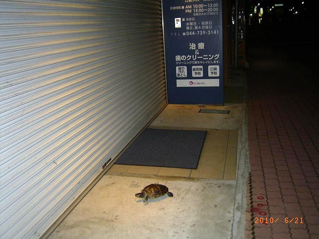 �T�o�J�����`�ʐ^�ҁi�~�h���K���̎ʐ^�j�`�Ȃ�j�v���g�o