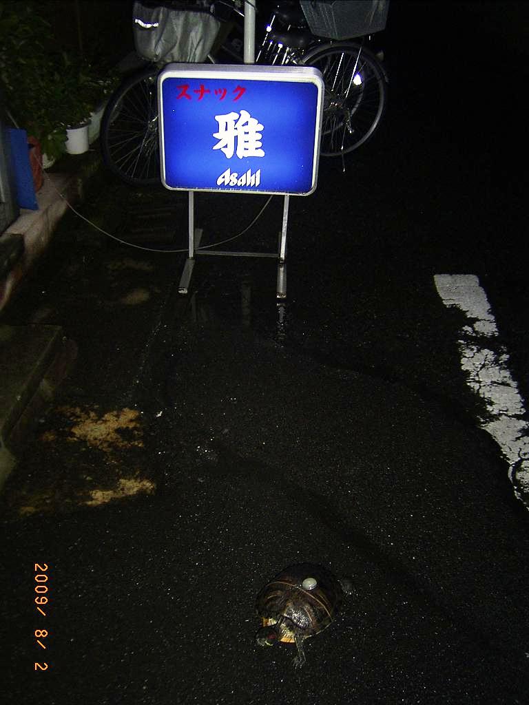 亀バカ日誌〜写真編（ミドリガメの写真）〜ならニプロＨＰ