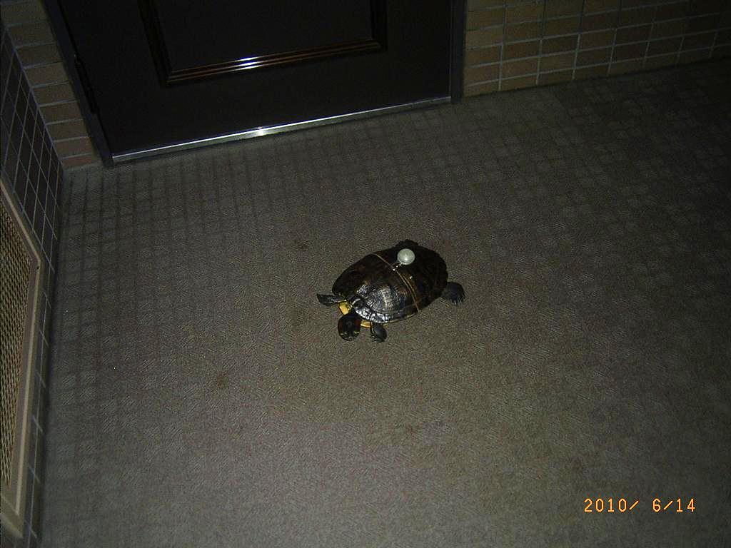 �T�o�J�����`�ʐ^�ҁi�~�h���K���̎ʐ^�j�`�Ȃ�j�v���g�o