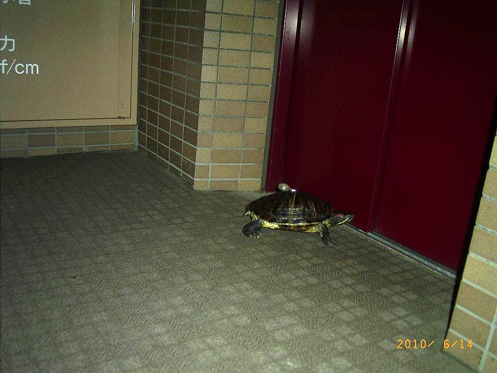 �T�o�J�����`�ʐ^�ҁi�~�h���K���̎ʐ^�j�`�Ȃ�j�v���g�o