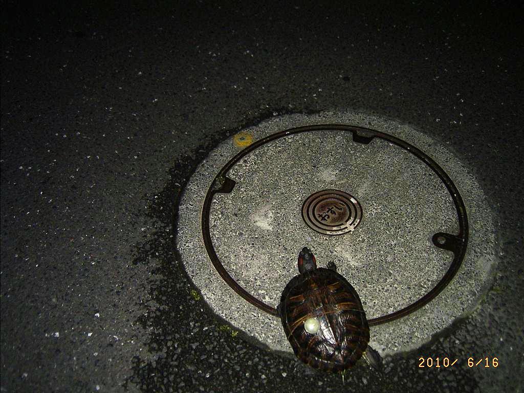 �T�o�J�����`�ʐ^�ҁi�~�h���K���̎ʐ^�j�`�Ȃ�j�v���g�o