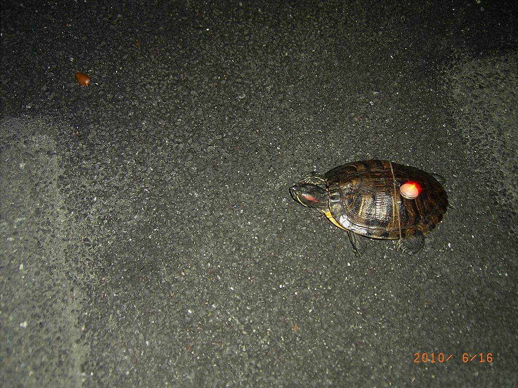 �T�o�J�����`�ʐ^�ҁi�~�h���K���̎ʐ^�j�`�Ȃ�j�v���g�o