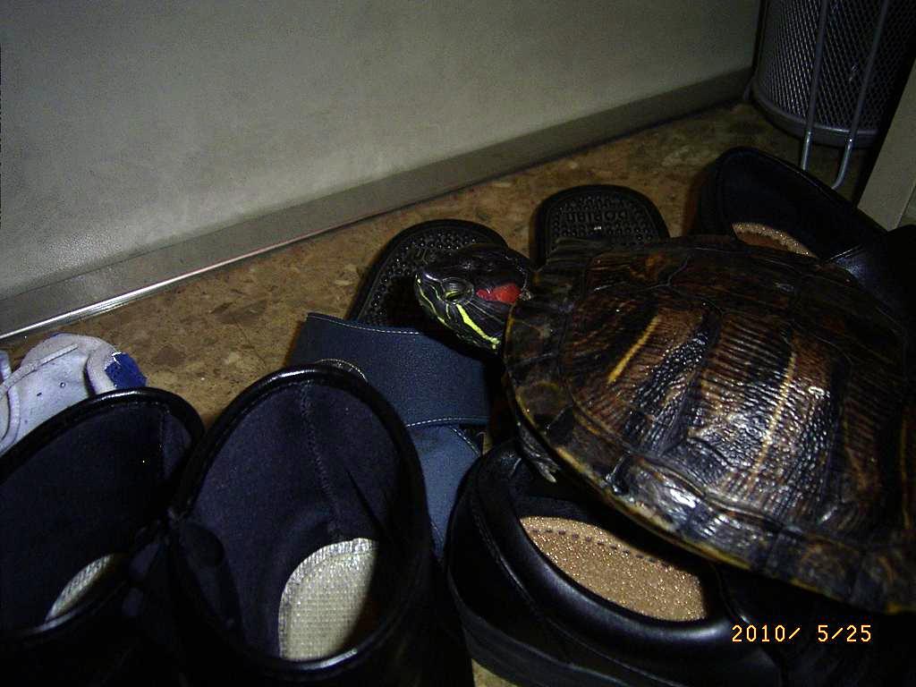 �T�o�J�����`�ʐ^�ҁi�~�h���K���̎ʐ^�j�`�Ȃ�j�v���g�o