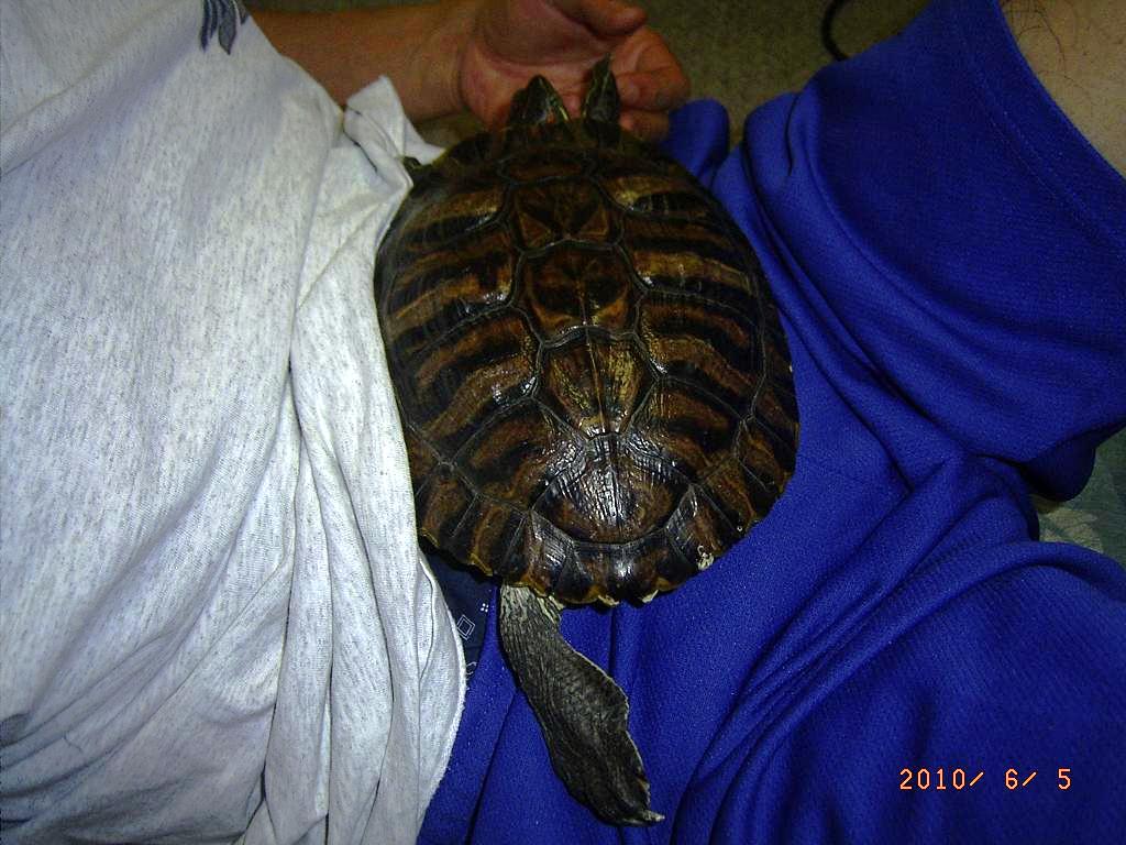 �T�o�J�����`�ʐ^�ҁi�~�h���K���̎ʐ^�j�`�Ȃ�j�v���g�o