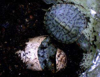 �T�o�J�����`�ʐ^�ҁi�~�h���K���̎ʐ^�j�`�Ȃ�j�v���g�o