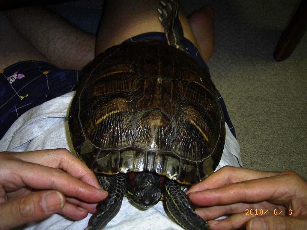 �T�o�J�����`�ʐ^�ҁi�~�h���K���̎ʐ^�j�`�Ȃ�j�v���g�o