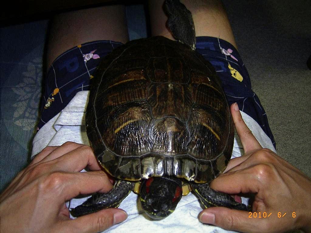 �T�o�J�����`�ʐ^�ҁi�~�h���K���̎ʐ^�j�`�Ȃ�j�v���g�o