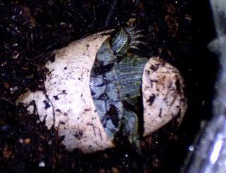 �T�o�J�����`�ʐ^�ҁi�~�h���K���̎ʐ^�j�`�Ȃ�j�v���g�o