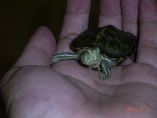 �T�o�J�����`�ʐ^�ҁi�~�h���K���̎ʐ^�j�`�Ȃ�j�v���g�o