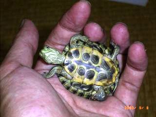 �T�o�J�����`�ʐ^�ҁi�~�h���K���̎ʐ^�j�`�Ȃ�j�v���g�o