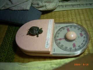 �T�o�J�����`�ʐ^�ҁi�~�h���K���̎ʐ^�j�`�Ȃ�j�v���g�o