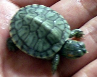 �T�o�J�����`�ʐ^�ҁi�~�h���K���̎ʐ^�j�`�Ȃ�j�v���g�o