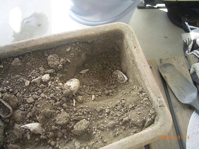 �T�o�J�����`�ʐ^�ҁi�~�h���K���̎ʐ^�j�`�Ȃ�j�v���g�o