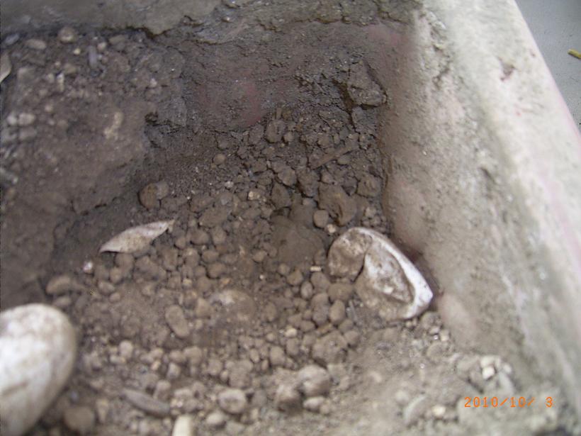 �T�o�J�����`�ʐ^�ҁi�~�h���K���̎ʐ^�j�`�Ȃ�j�v���g�o