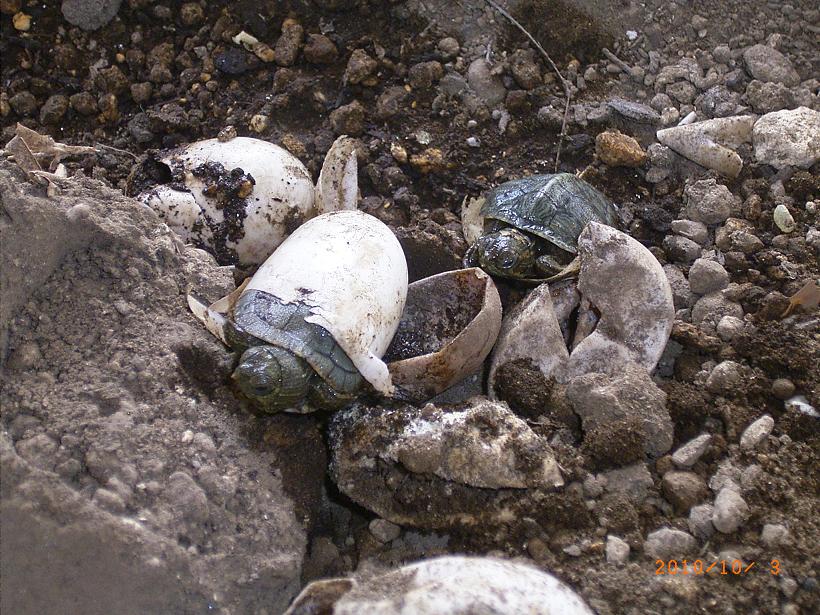 �T�o�J�����`�ʐ^�ҁi�~�h���K���̎ʐ^�j�`�Ȃ�j�v���g�o