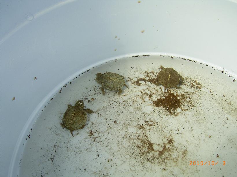 �T�o�J�����`�ʐ^�ҁi�~�h���K���̎ʐ^�j�`�Ȃ�j�v���g�o