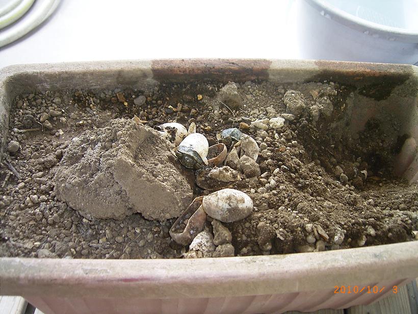 �T�o�J�����`�ʐ^�ҁi�~�h���K���̎ʐ^�j�`�Ȃ�j�v���g�o