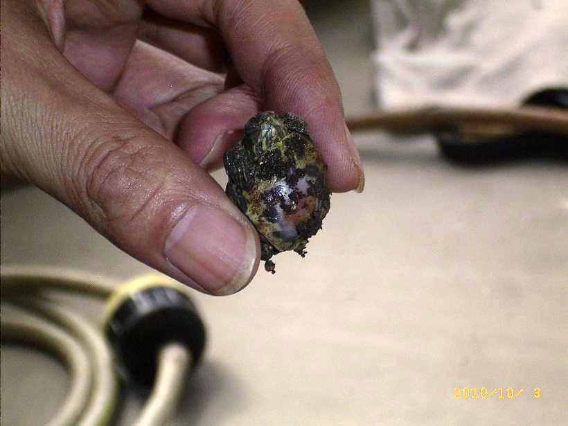 �T�o�J�����`�ʐ^�ҁi�~�h���K���̎ʐ^�j�`�Ȃ�j�v���g�o