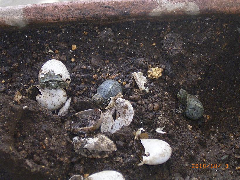 �T�o�J�����`�ʐ^�ҁi�~�h���K���̎ʐ^�j�`�Ȃ�j�v���g�o