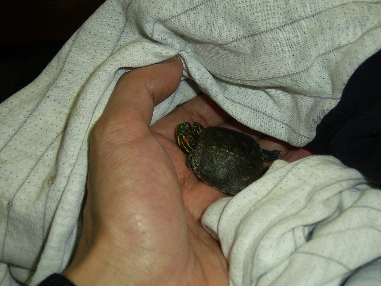 �T�o�J�����`�ʐ^�ҁi�~�h���K���̎ʐ^�j�`�Ȃ�j�v���g�o