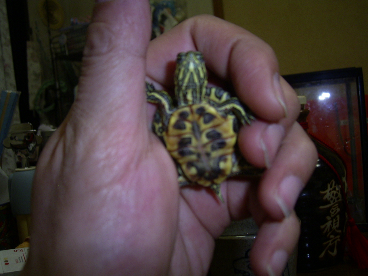 �T�o�J�����`�ʐ^�ҁi�~�h���K���̎ʐ^�j�`�Ȃ�j�v���g�o