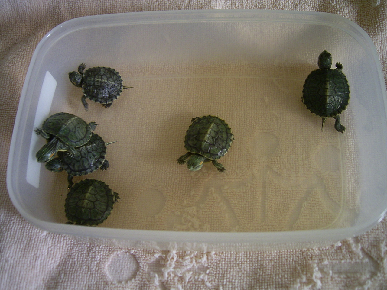 �T�o�J�����`�ʐ^�ҁi�~�h���K���̎ʐ^�j�`�Ȃ�j�v���g�o