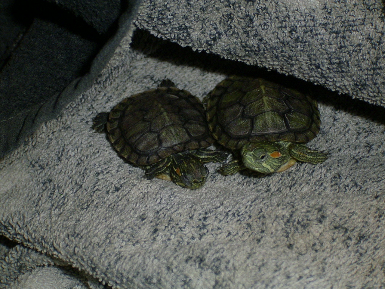 �T�o�J�����`�ʐ^�ҁi�~�h���K���̎ʐ^�j�`�Ȃ�j�v���g�o