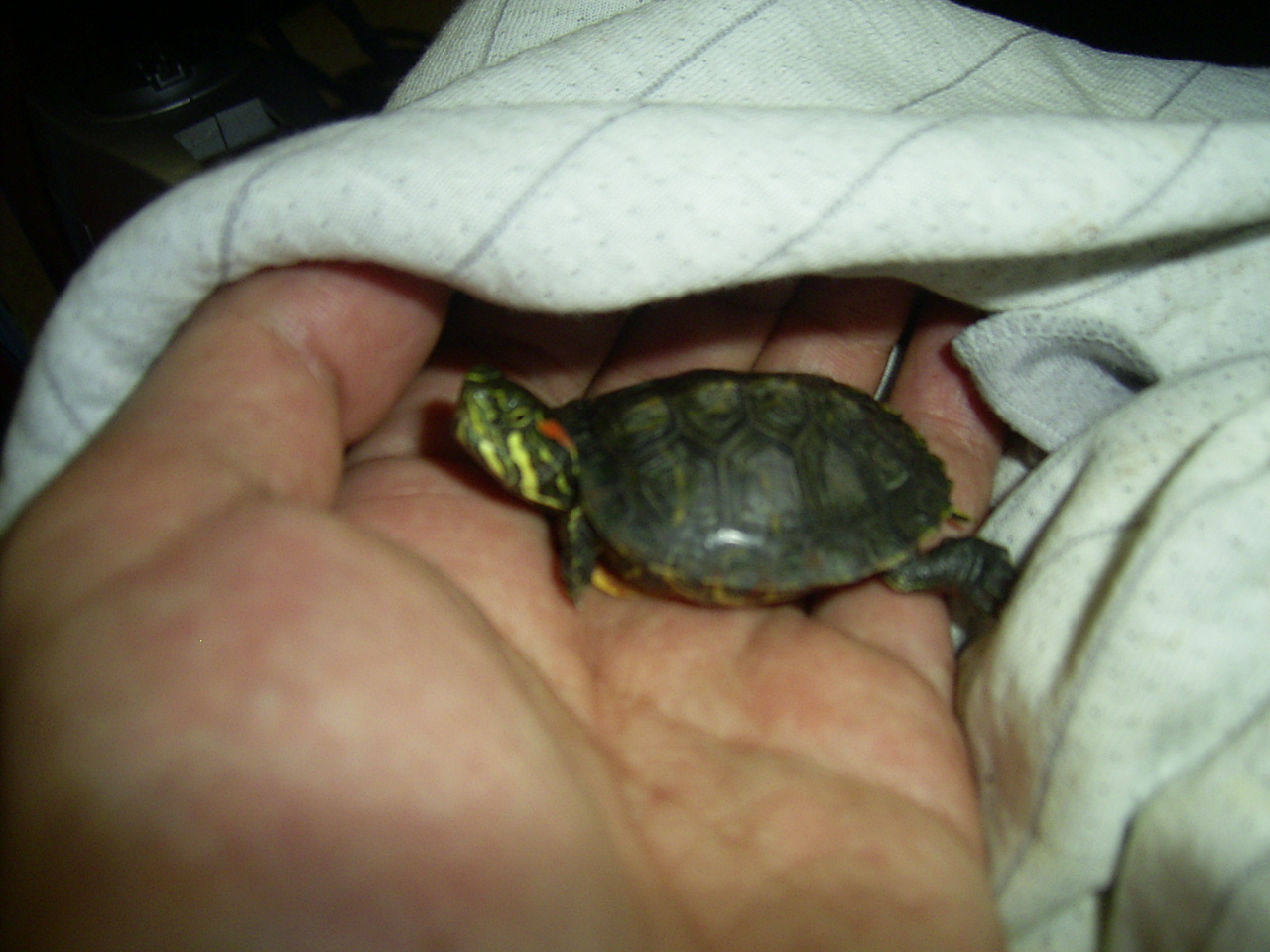 �T�o�J�����`�ʐ^�ҁi�~�h���K���̎ʐ^�j�`�Ȃ�j�v���g�o