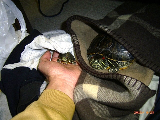 �T�o�J�����`�ʐ^�ҁi�~�h���K���̎ʐ^�j�`�Ȃ�j�v���g�o