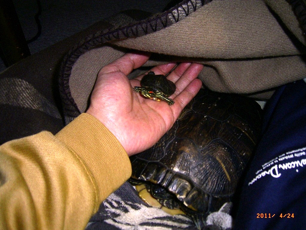 �T�o�J�����`�ʐ^�ҁi�~�h���K���̎ʐ^�j�`�Ȃ�j�v���g�o