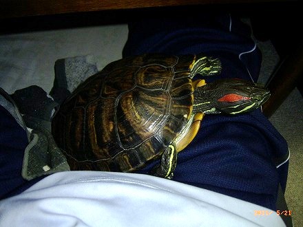 �T�o�J�����`�ʐ^�ҁi�~�h���K���̎ʐ^�j�`�Ȃ�j�v���g�o