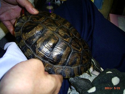 �T�o�J�����`�ʐ^�ҁi�~�h���K���̎ʐ^�j�`�Ȃ�j�v���g�o