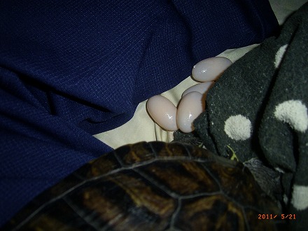 �T�o�J�����`�ʐ^�ҁi�~�h���K���̎ʐ^�j�`�Ȃ�j�v���g�o