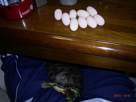 �T�o�J�����`�ʐ^�ҁi�~�h���K���̎ʐ^�j�`�Ȃ�j�v���g�o