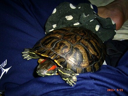 �T�o�J�����`�ʐ^�ҁi�~�h���K���̎ʐ^�j�`�Ȃ�j�v���g�o