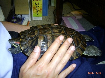 �T�o�J�����`�ʐ^�ҁi�~�h���K���̎ʐ^�j�`�Ȃ�j�v���g�o