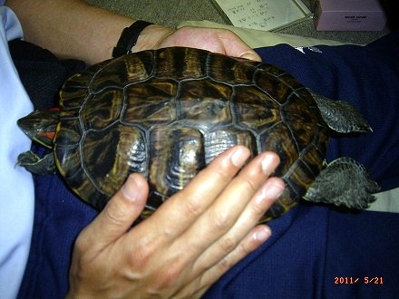 �T�o�J�����`�ʐ^�ҁi�~�h���K���̎ʐ^�j�`�Ȃ�j�v���g�o