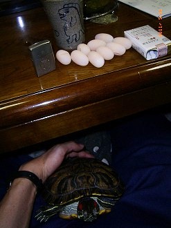 �T�o�J�����`�ʐ^�ҁi�~�h���K���̎ʐ^�j�`�Ȃ�j�v���g�o