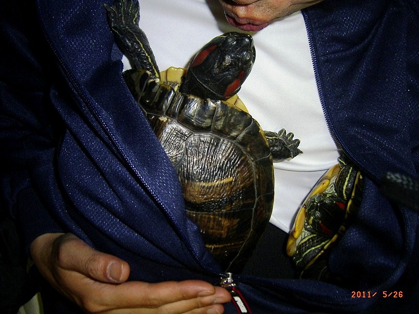 �T�o�J�����`�ʐ^�ҁi�~�h���K���̎ʐ^�j�`�Ȃ�j�v���g�o