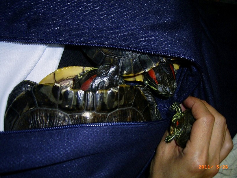 �T�o�J�����`�ʐ^�ҁi�~�h���K���̎ʐ^�j�`�Ȃ�j�v���g�o