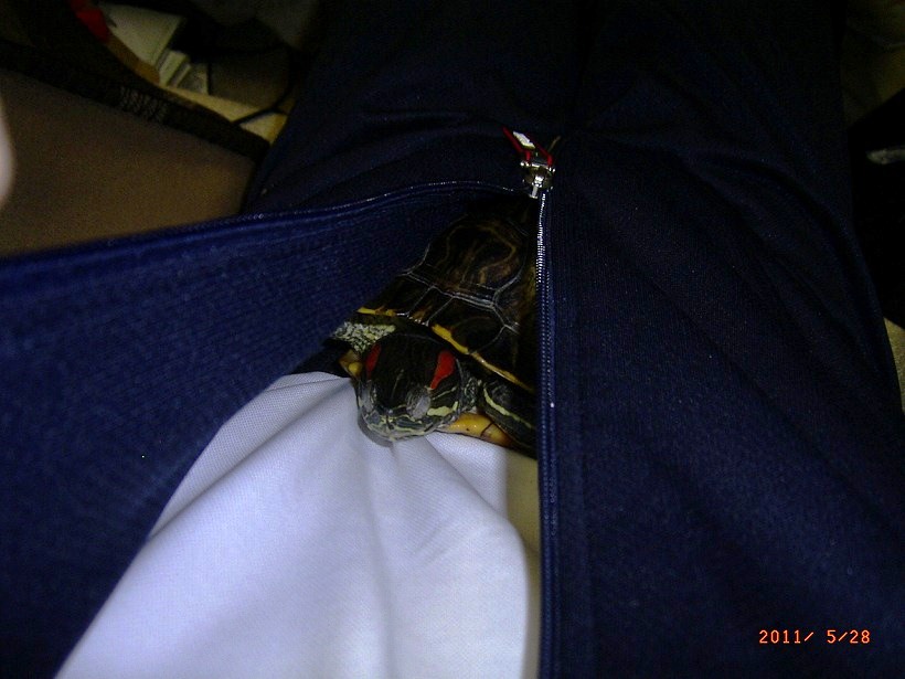 �T�o�J�����`�ʐ^�ҁi�~�h���K���̎ʐ^�j�`�Ȃ�j�v���g�o