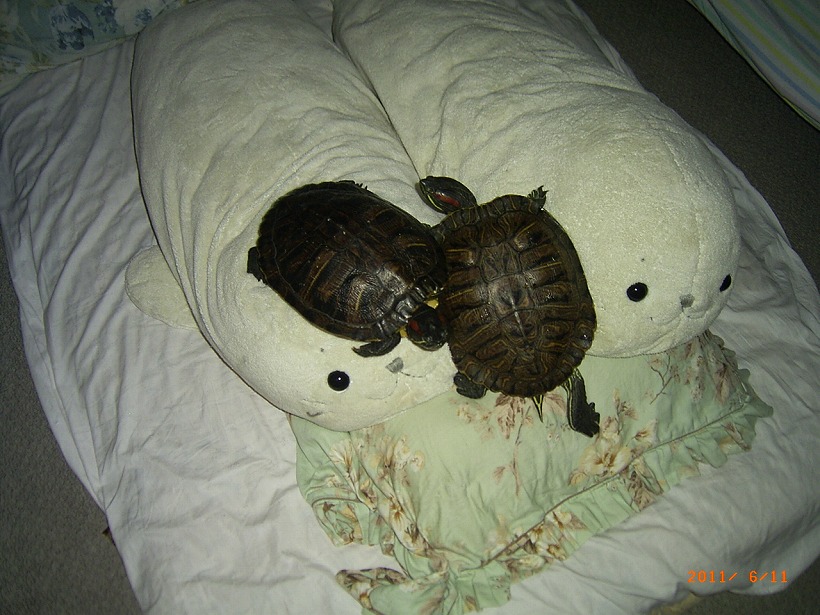 �T�o�J�����`�ʐ^�ҁi�~�h���K���̎ʐ^�j�`�Ȃ�j�v���g�o