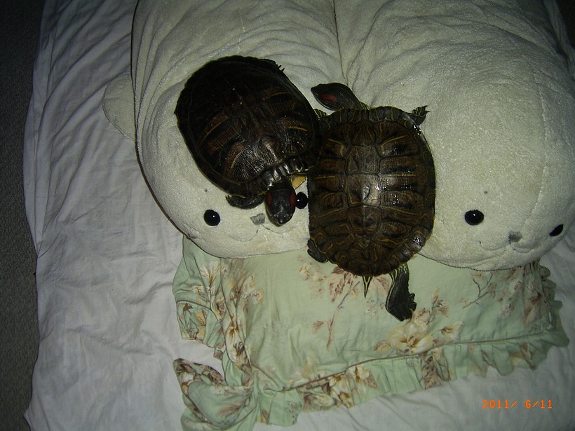 �T�o�J�����`�ʐ^�ҁi�~�h���K���̎ʐ^�j�`�Ȃ�j�v���g�o