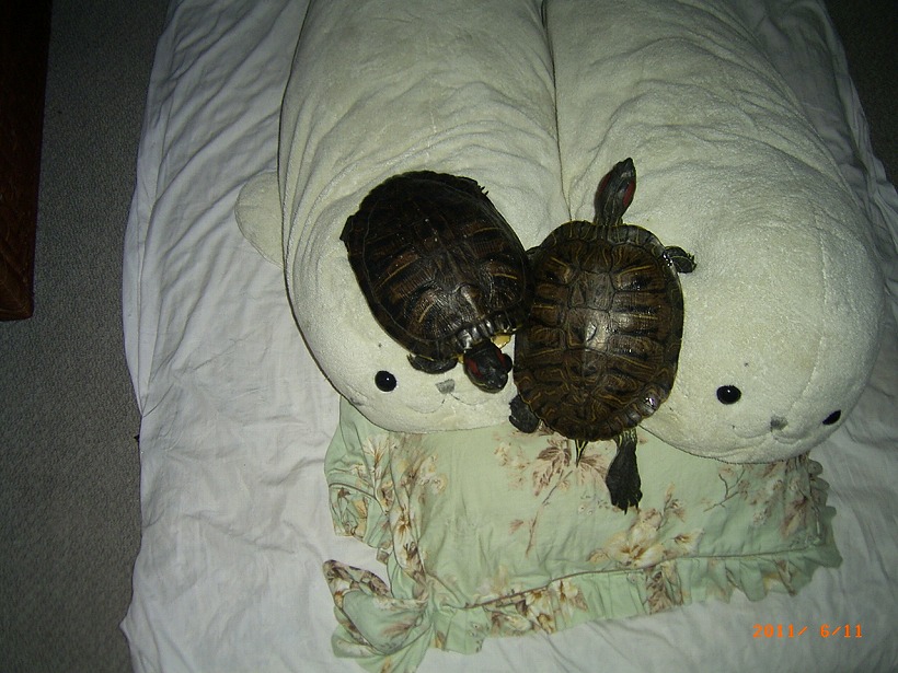 �T�o�J�����`�ʐ^�ҁi�~�h���K���̎ʐ^�j�`�Ȃ�j�v���g�o