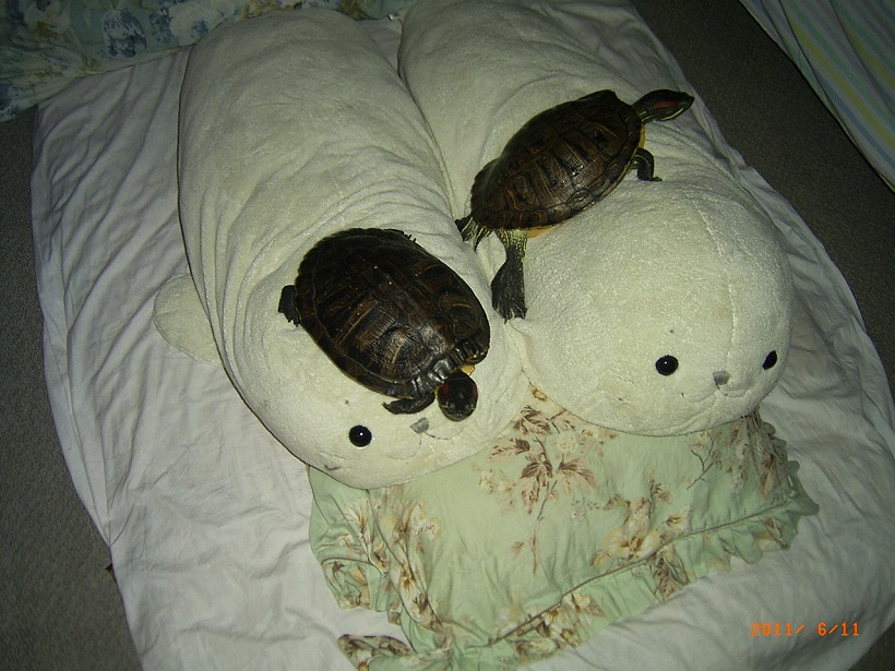 �T�o�J�����`�ʐ^�ҁi�~�h���K���̎ʐ^�j�`�Ȃ�j�v���g�o